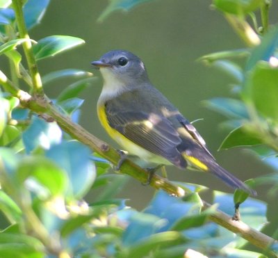 American Redstart 