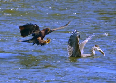 Bald Eagle 