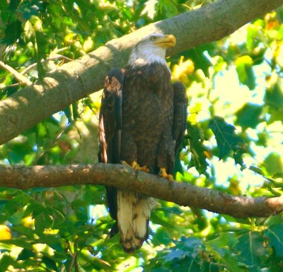 Bald Eagle 