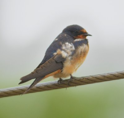 Barn Swallow 