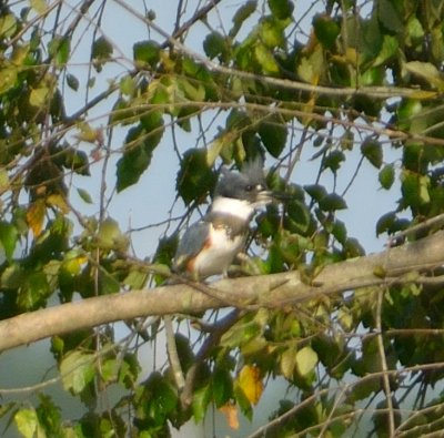 Belted Kingfisher 