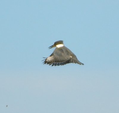 Belted Kingfisher 