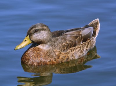 Mallard (eclipse)