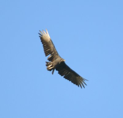 Black Vulture 