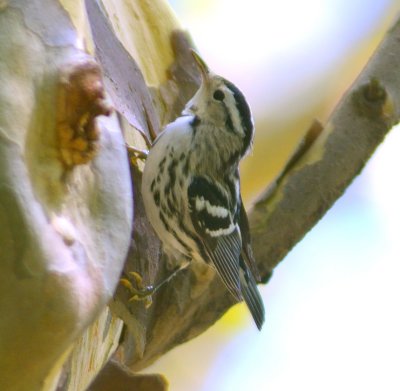 Black & White Warbler 