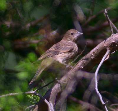 Blue Grosbeak (female)