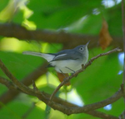 Blue-grey Gnatcatcher 