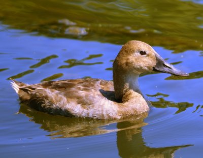 Canvasback (female)