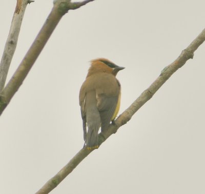 Cedar Waxwing 