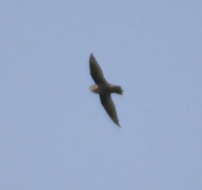 Chimney Swift 