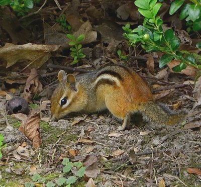 Chipmunk 