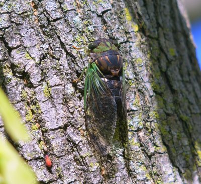 Cicada