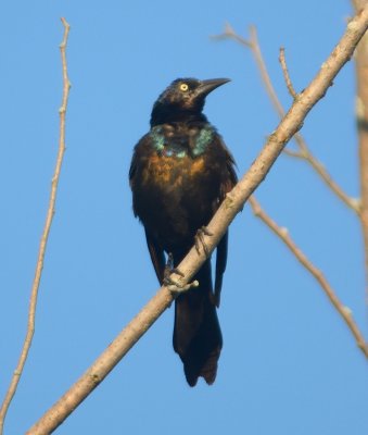 Common Grackle 