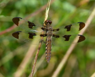 Common Whitetail (female)