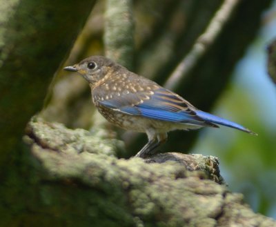 Eastern Bluebird (juvenile) 