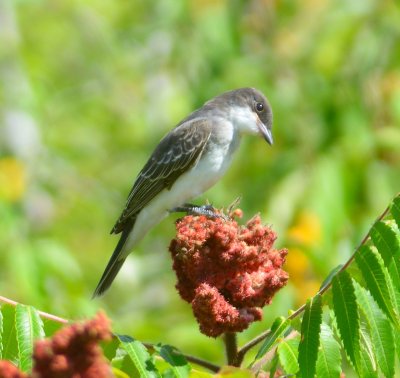 Eastern Kingbird 