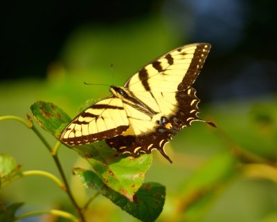 Eastern Tiger Swallowtail