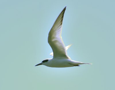 Forster's Tern 