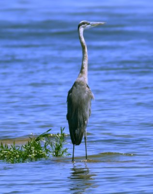 Great-Blue Heron 