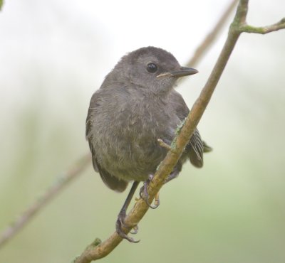 Grey Catbird 