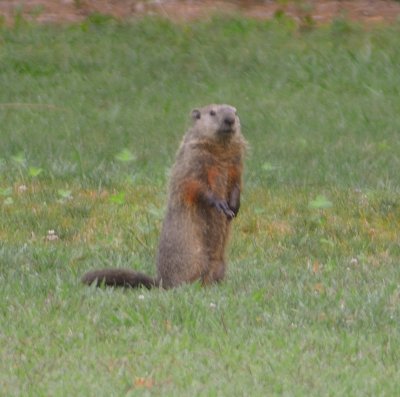 Groundhog