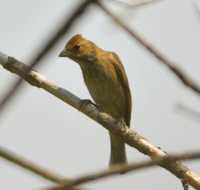 Indigo Bunting 