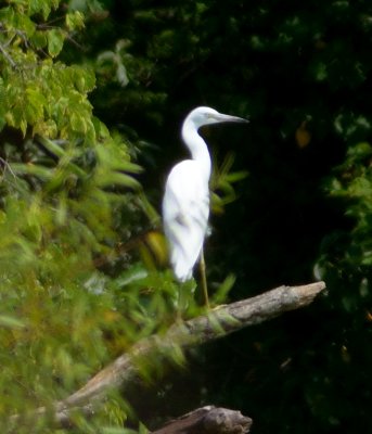 Little Blue Heron (juvenile)