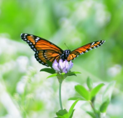 Monarch Butterfly