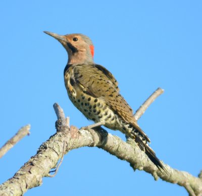 Northern Flicker 