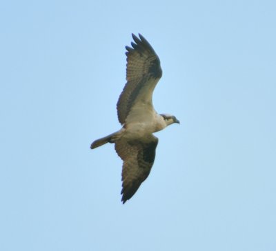 Osprey 