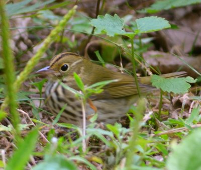 Ovenbird 