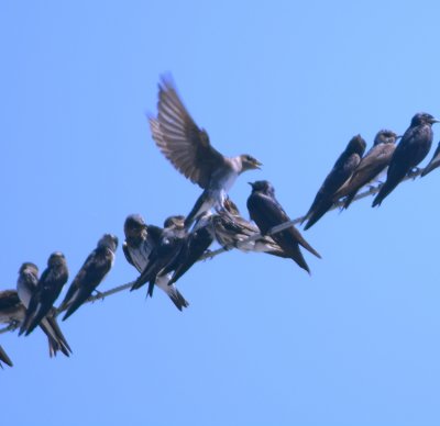 Purple Martins