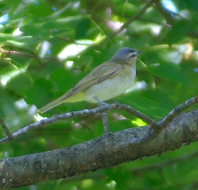 Red-eyed Vireo 