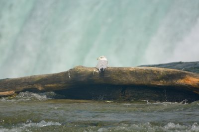 Ring-billed Gull 