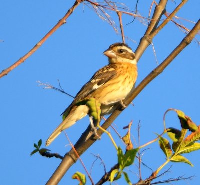 Rose-breasted Grosbeak 