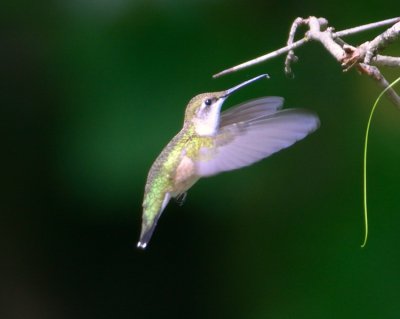 Ruby-throated Hummingbird 