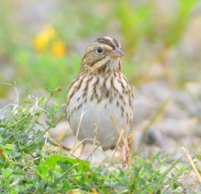 Savannah Sparrow 