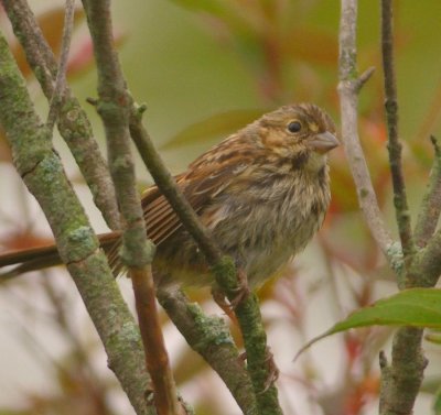 Song Sparrow 