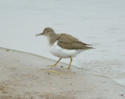 Spotted Sandpiper 