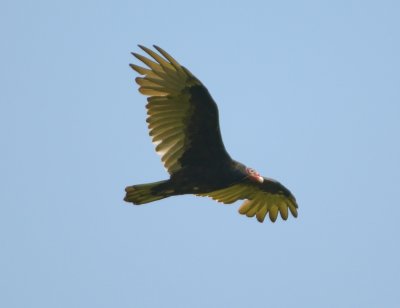 Turkey Vulture 