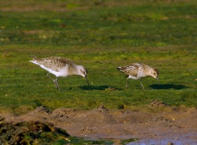 Curlew Sandpiper 