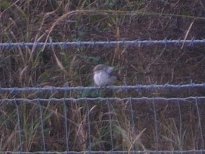 Masked Shrike 