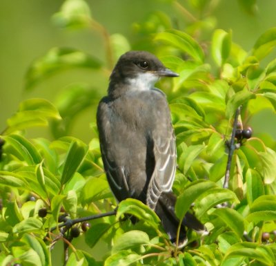 Eastern Kingbird 