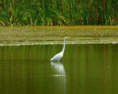 Great-white Egret 