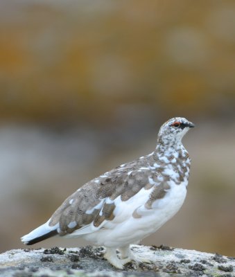 Ptarmigan 
