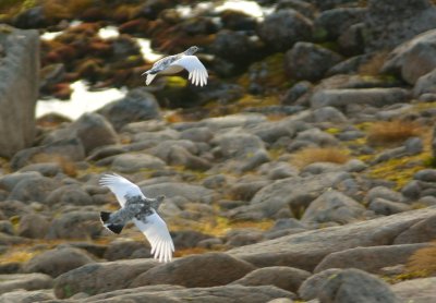 Ptarmigan 
