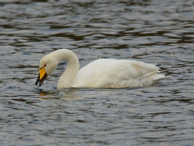 Whooper Swan 
