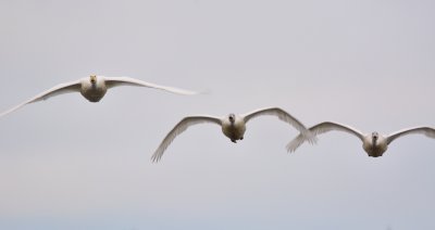Whooper Swan 