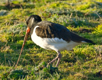 Oystercatcher 