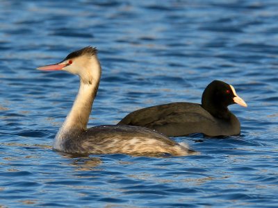 Great-crested Grebe 